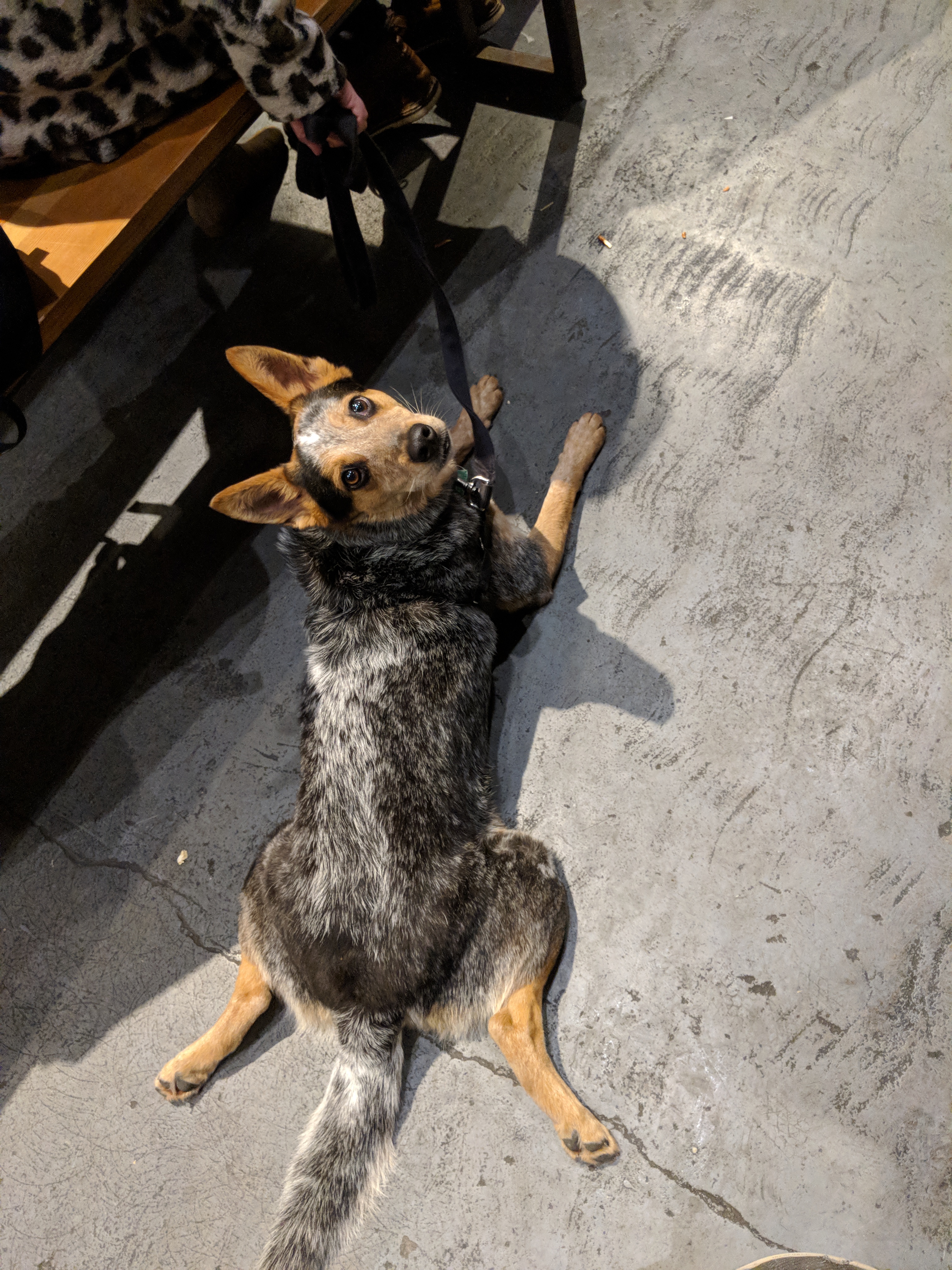 doggo