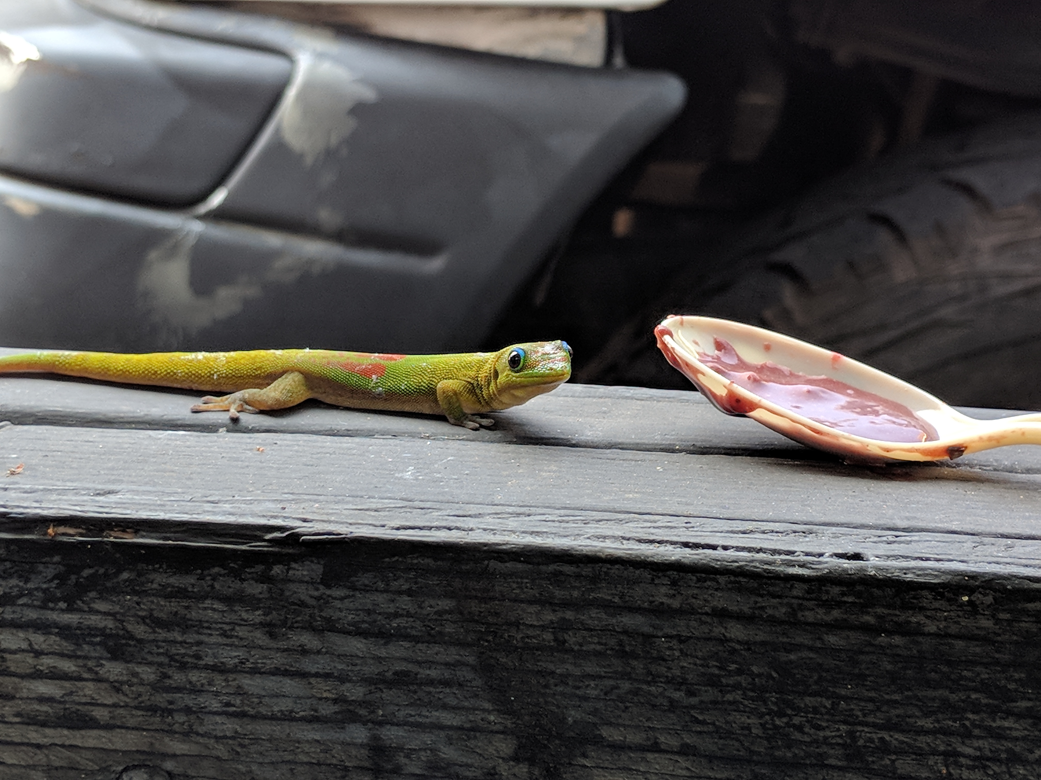 snek